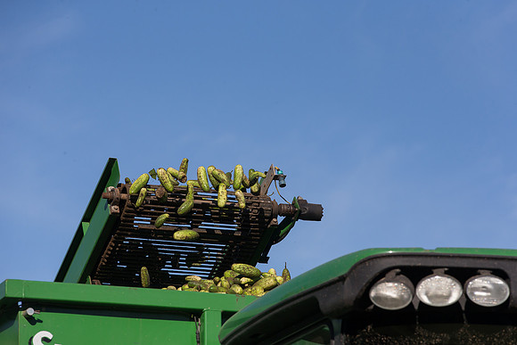 PicklingCucumber_Vlaspik_Harvest_MI_0135