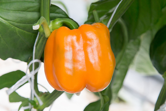 BellPepper_719_MX_0005