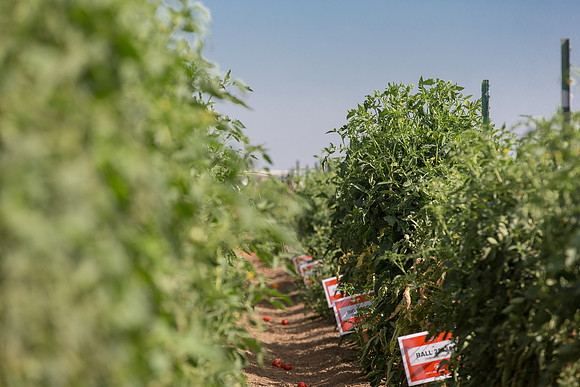 Tomato_FieldDays_Woodland_CA_0004