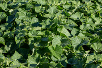 PicklingCucumber_Vlaspik_Harvest_MI_0088