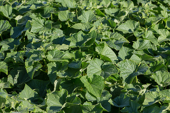 PicklingCucumber_Vlaspik_Harvest_MI_0088