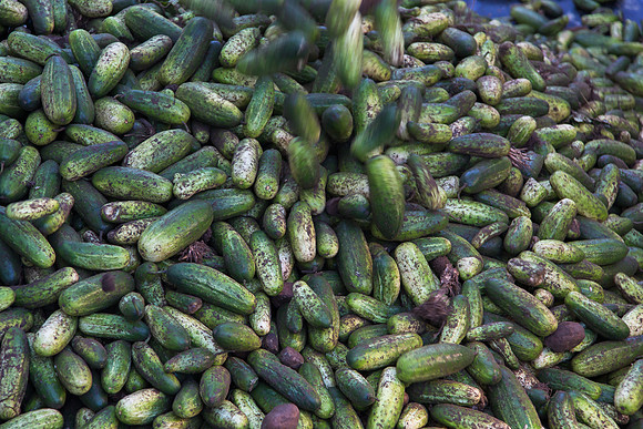 PicklingCucumber_Vlaspik_Harvest_MI_0187