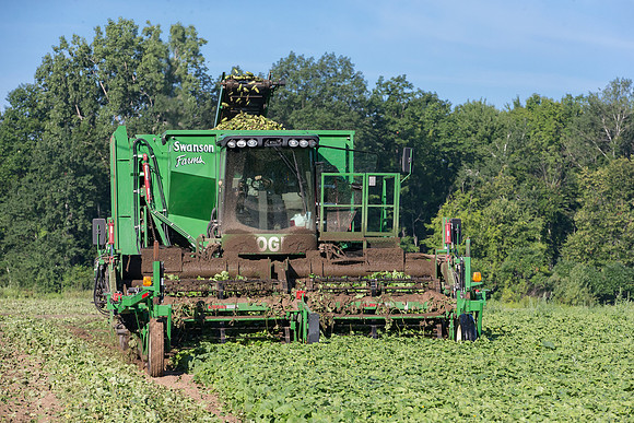PicklingCucumber_Vlaspik_Harvest_MI_0111