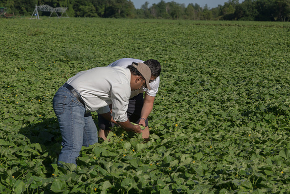 PicklingCucumber_Vlaspik_Harvest_MI_0285