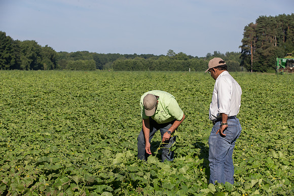 PicklingCucumber_Vlaspik_Harvest_MI_0343