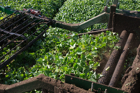 PicklingCucumber_Vlaspik_Harvest_MI_0439