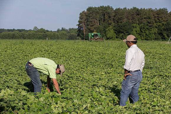 PicklingCucumber_Vlaspik_Harvest_MI_0341