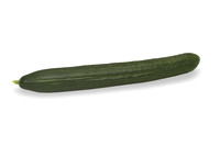 Cucumber_Autunno_0045