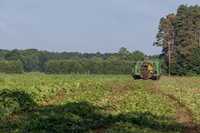 PicklingCucumber_Vlaspik_Harvest_MI_0075