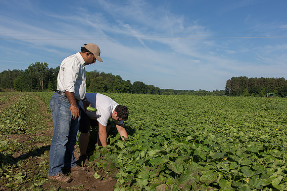 PicklingCucumber_Vlaspik_Harvest_MI_0278