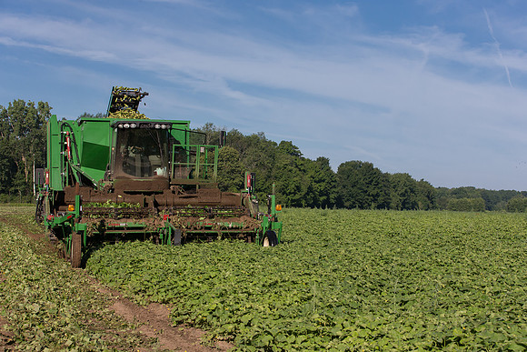 PicklingCucumber_Vlaspik_Harvest_MI_0123