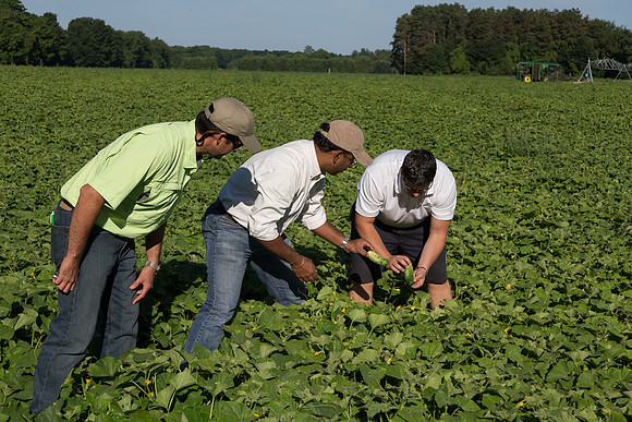 PicklingCucumber_Vlaspik_Harvest_MI_0298