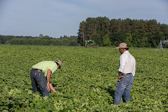 PicklingCucumber_Vlaspik_Harvest_MI_0338