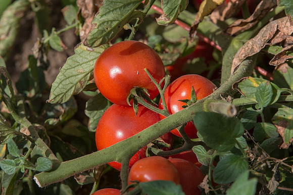 Tomato_FieldDays_Woodland_CA_0034