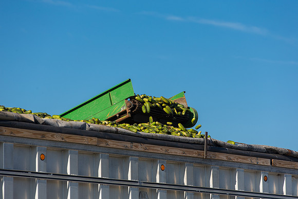 PicklingCucumber_Vlaspik_Harvest_MI_0018