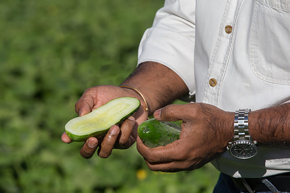 PicklingCucumber_Vlaspik_Harvest_MI_0319