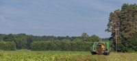 PicklingCucumber_Vlaspik_Harvest_MI_0076