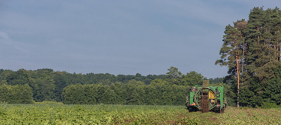 PicklingCucumber_Vlaspik_Harvest_MI_0076