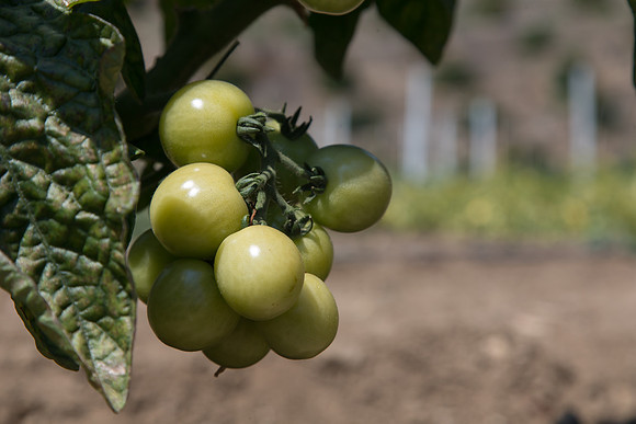 Tomato_HuskyRed_CA_0007