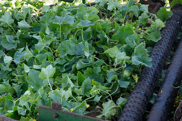 PicklingCucumber_Vlaspik_Harvest_MI_0414