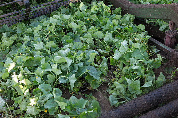 PicklingCucumber_Vlaspik_Harvest_MI_0391