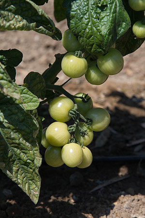 Tomato_HuskyRed_CA_0001