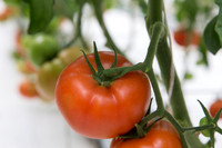 Tomato_DRW7834_MX_0044