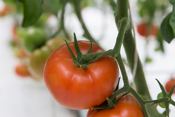 Tomato_DRW7834_MX_0044