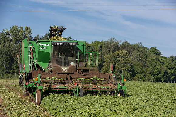 PicklingCucumber_Vlaspik_Harvest_MI_0117