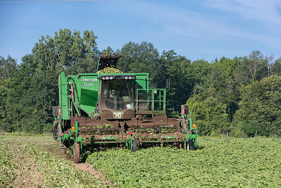 PicklingCucumber_Vlaspik_Harvest_MI_0108