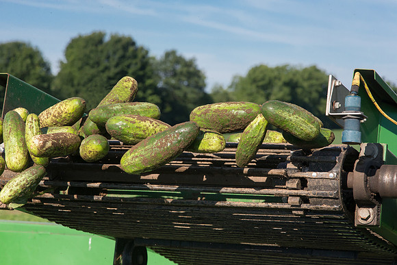 PicklingCucumber_Vlaspik_Harvest_MI_0453