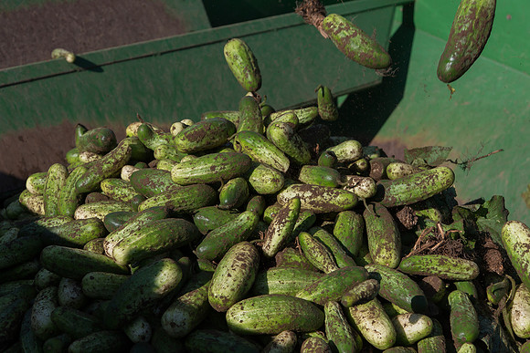 PicklingCucumber_Vlaspik_Harvest_MI_0618