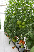 Tomato_DRW7834_MX_0013