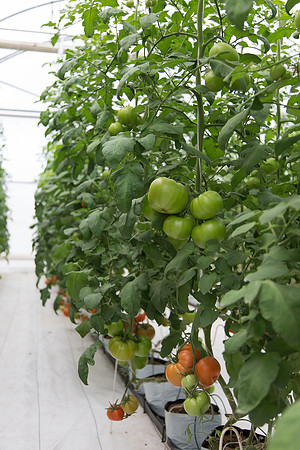 Tomato_DRW7834_MX_0013