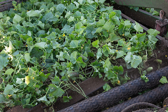 PicklingCucumber_Vlaspik_Harvest_MI_0388