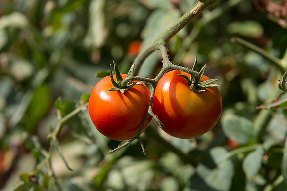 Tomato_FieldDays_Woodland_CA_0039