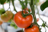 Tomato_DRW7834_MX_0048