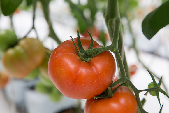 Tomato_DRW7834_MX_0048