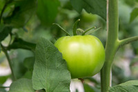 Tomato_DRW7834_MX_0058