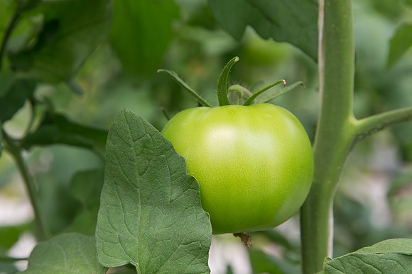 Tomato_DRW7834_MX_0058