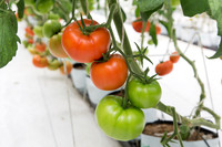 Tomato_DRW7834_MX_0042
