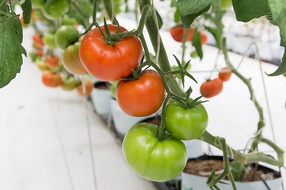 Tomato_DRW7834_MX_0042