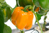 BellPepper_719_MX_0004