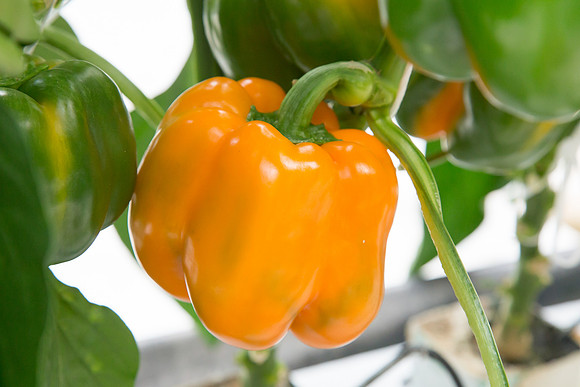 BellPepper_719_MX_0004