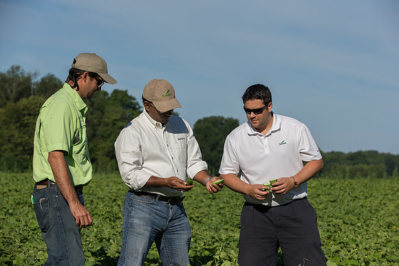 PicklingCucumber_Vlaspik_Harvest_MI_0313