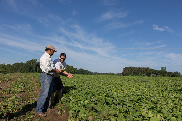 PicklingCucumber_Vlaspik_Harvest_MI_0283
