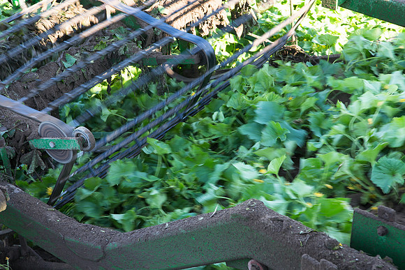 PicklingCucumber_Vlaspik_Harvest_MI_0355