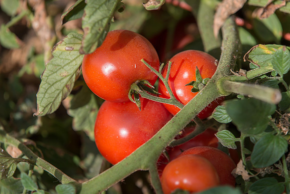 Tomato_FieldDays_Woodland_CA_0029