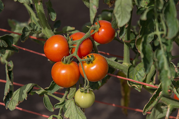 Tomato_FieldDays_Woodland_CA_0027
