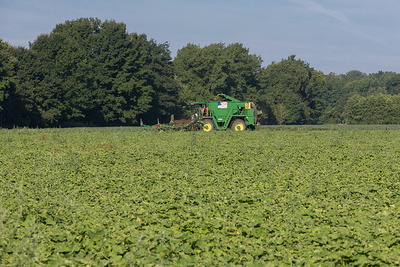 PicklingCucumber_Vlaspik_Harvest_MI_0102